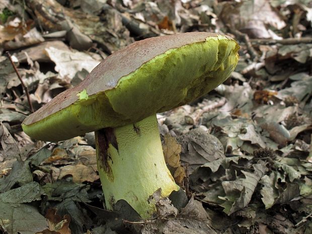 hríb kráľovský Butyriboletus regius (Krombh.) D. Arora & J.L. Frank