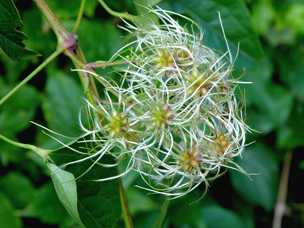 plamienok plotný Clematis vitalba L.