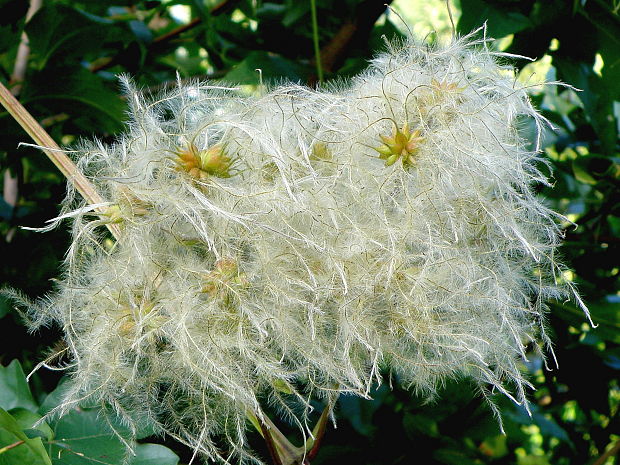 plamienok plotný Clematis vitalba L.