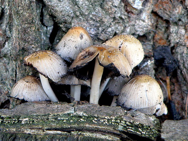 hnojník  Coprinellus