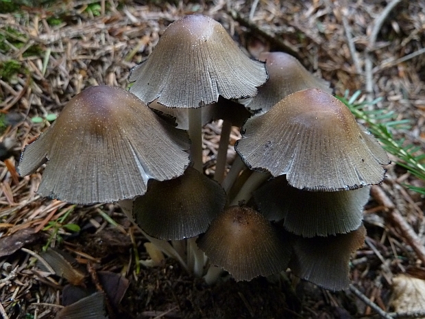 hnojník Coprinellus sp.