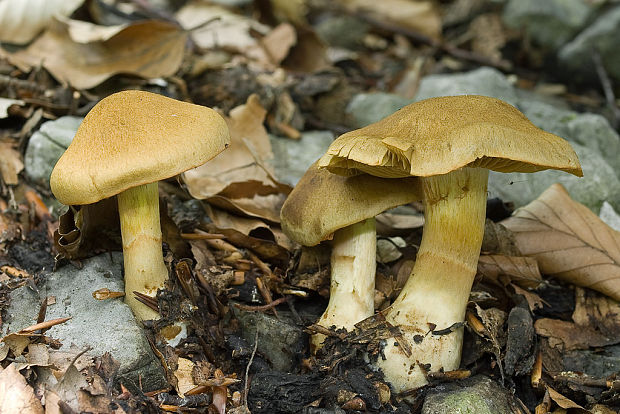 pavučinovec Cortinarius sp.