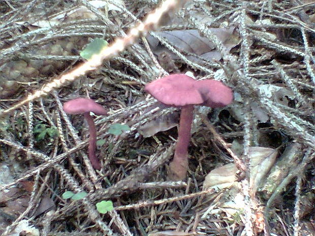 pavučinovec Cortinarius sp.