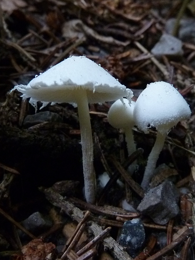 bedlička ligotavá Cystolepiota seminuda (Lasch) Bon