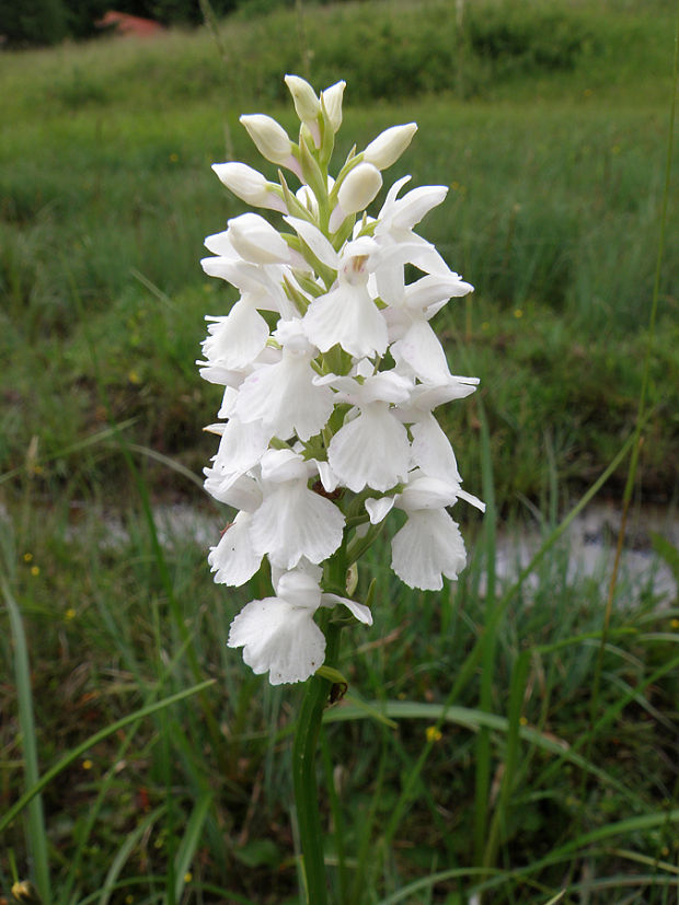 vstavačovec škvrnitý sedmohradský Dactylorhiza maculata subsp. transsilvanica (Schur) Soó