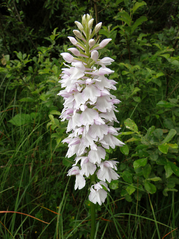 vstavačovec Dactylorhiza maculata subsp. transsilvanica (Schur) Soó