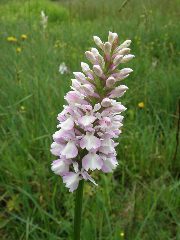 vstavačovec škvrnitý sedmohradský Dactylorhiza maculata subsp. transsilvanica (Schur) Soó