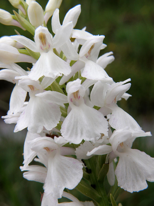 vstavačovec škvrnitý sedmohradský Dactylorhiza maculata subsp. transsilvanica (Schur) Soó