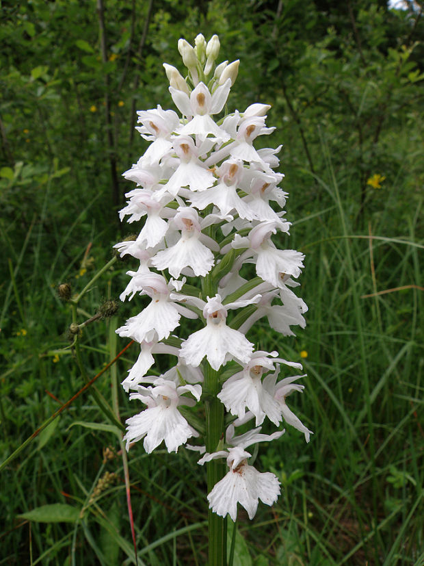 vstavačovec Dactylorhiza sp.