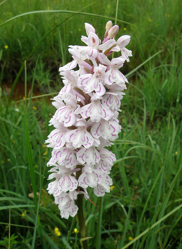 vstavačovec Dactylorhiza sp.