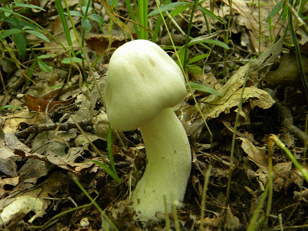 hodvábnica veľká Entoloma sinuatum (Bull.) P. Kumm.