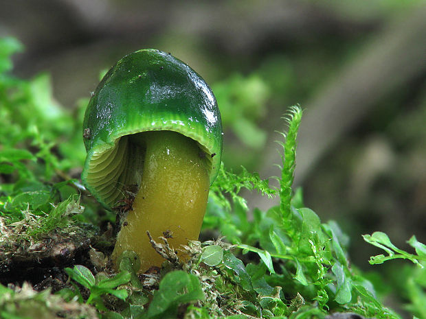 lúčnica žltozelená Gliophorus psittacinus (Schaeff.) Herink