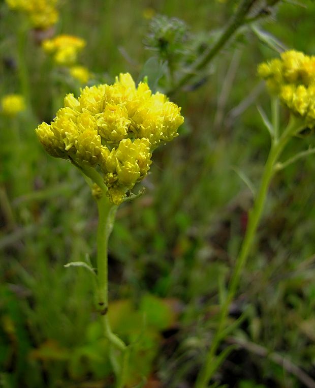 slamiha piesočná Helichrysum arenarium (L.) Moench