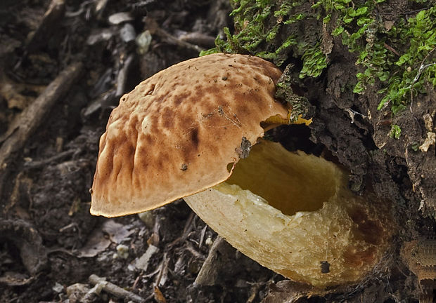 hríb jamkatý Hemileccinum depilatum (Redeuilh) Šutara