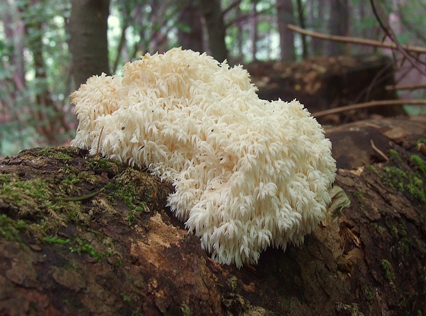 koralovec jedľový Hericium alpestre Pers.