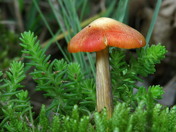 lúčnica kužeľovitá Hygrocybe conica (Schaeff.) P. Kumm.