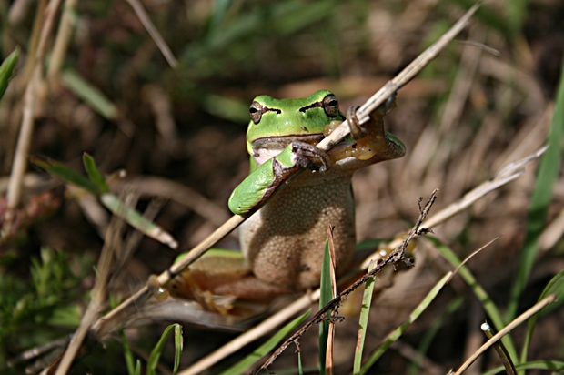 rosnička zelená Hyla arborea