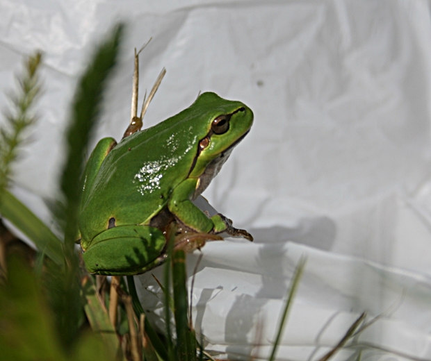 rosnička zelená Hyla arborea