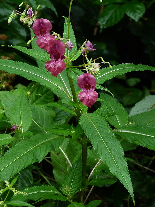 netýkavka žliazkatá Impatiens glandulifera Royle