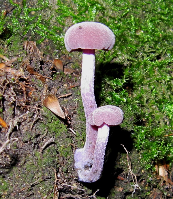 lakovka ametystová Laccaria amethystina (Huds.) Cooke