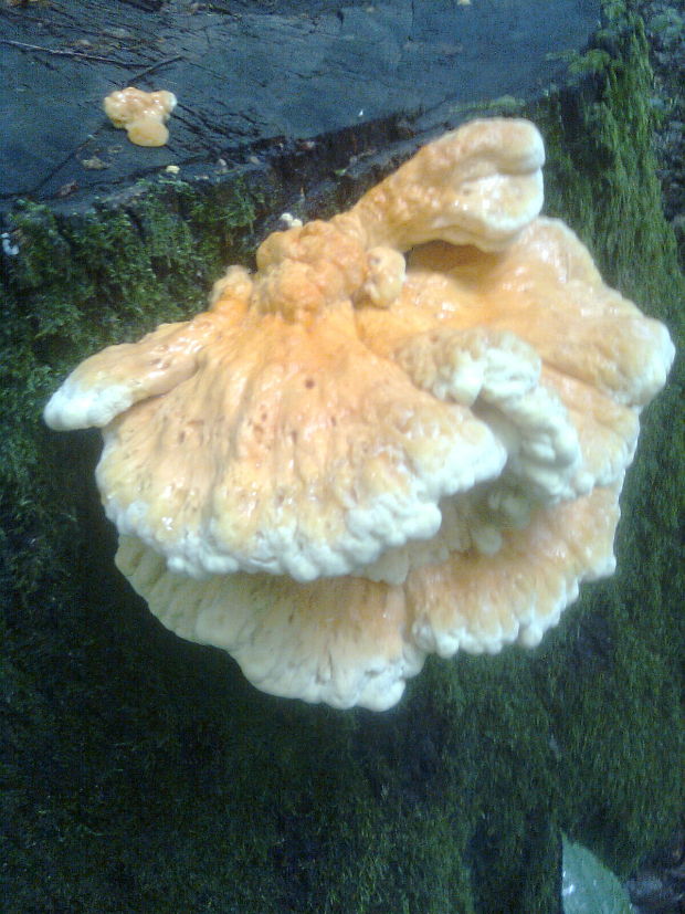 sírovec obyčajný Laetiporus sulphureus (Bull.) Murrill