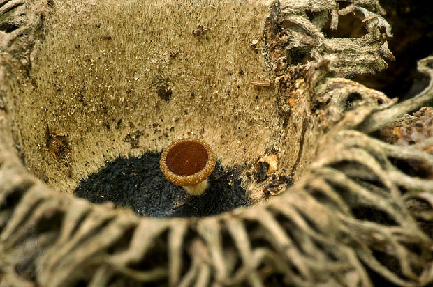 terčovka čiašková Lanzia echinophila (Bull.) Korf