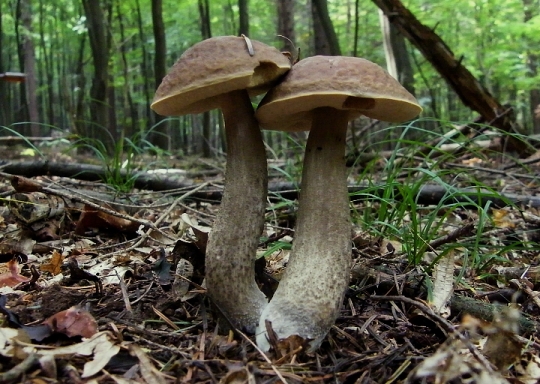 kozák hrabový Leccinum pseudoscabrum (Kallenb.) Šutara