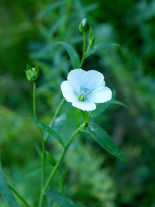 ľan siaty Linum usitatissimum L.