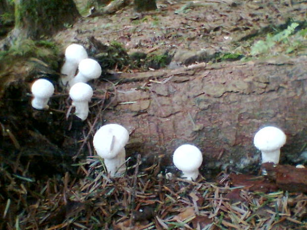 prášnica bradavičnatá Lycoperdon perlatum Pers.