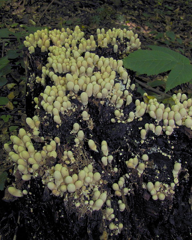 prášnica hruškovitá Lycoperdon pyriforme Schaeff.