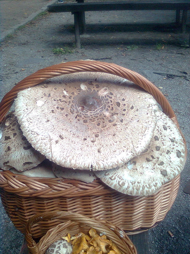 bedľa vysoká Macrolepiota procera (Scop.) Singer