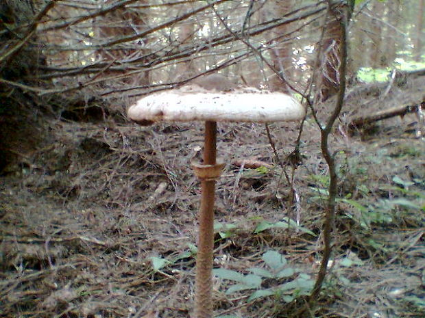 bedľa vysoká Macrolepiota procera (Scop.) Singer