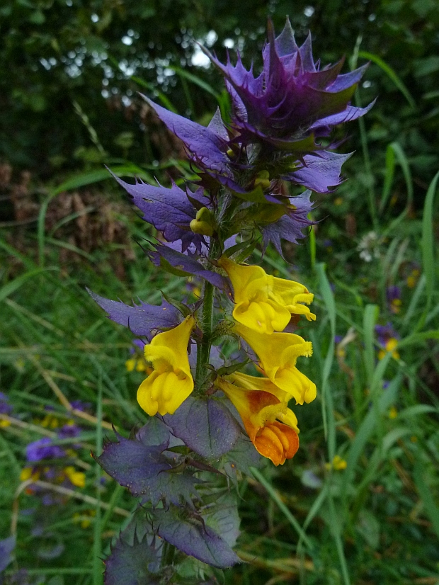 čermeľ hájny Melampyrum nemorosum L.