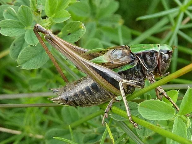 kobylka krátkokrýdla Metrioptera brachyptera