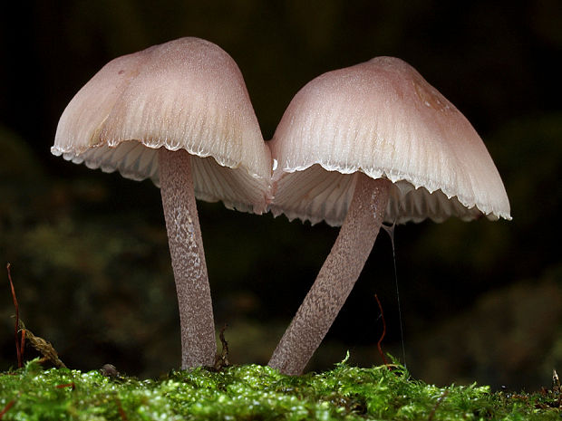 prilbička krvavomliečna Mycena haematopus (Pers.) P. Kumm.