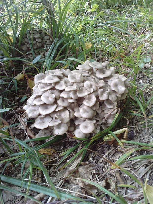 trúdnik klobúčkatý Polyporus umbellatus (Pers.) Fr.