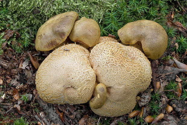 suchohríb cudzopasný Pseudoboletus parasiticus (Bull.) Šutara