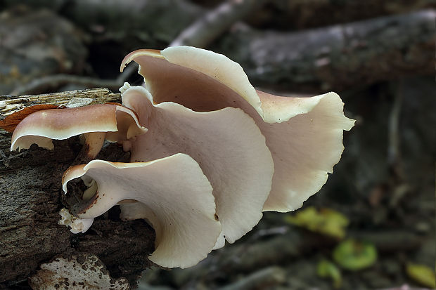 trúdnik tmavohlúbikový Royoporus badius (Pers.) A.B. De