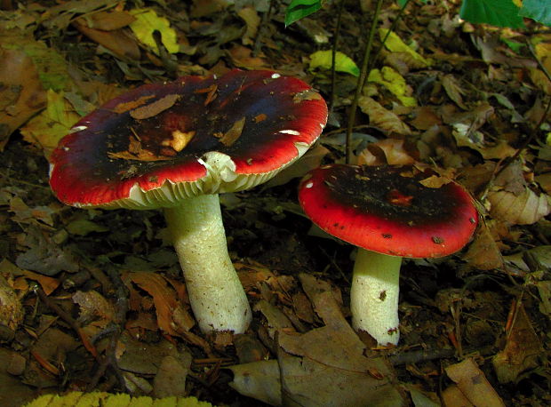 plávka Russula sp.