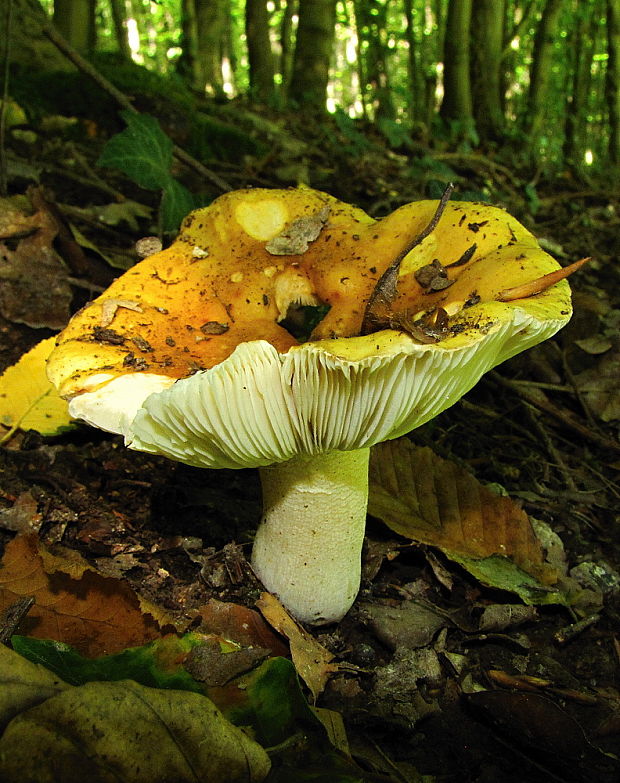 plávka Russula sp.