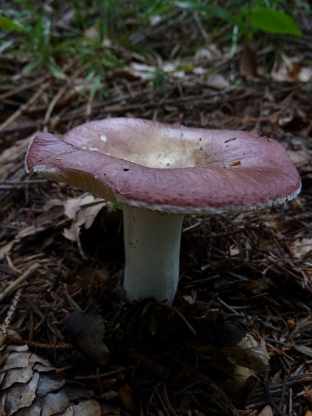 plávka Russula sp.