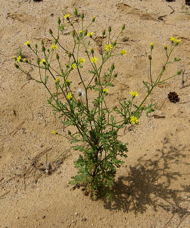 starček lepkavý Senecio viscosus L.