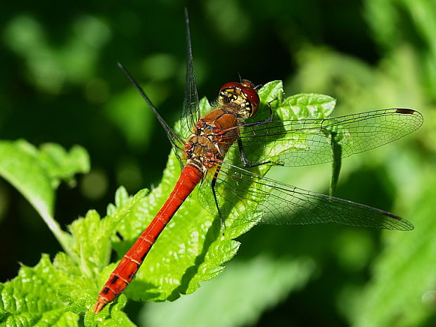 vážka červená Sympetrum sanguineum