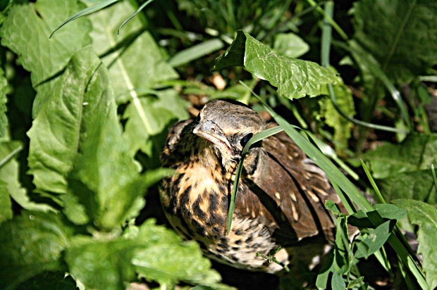 drozd plavý Turdus philomelos