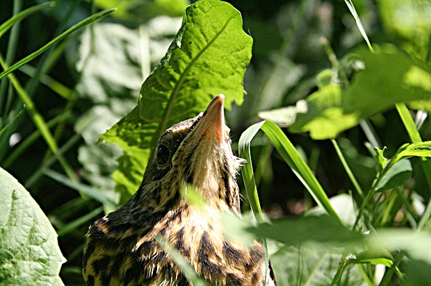 drozd plavý Turdus philomelos