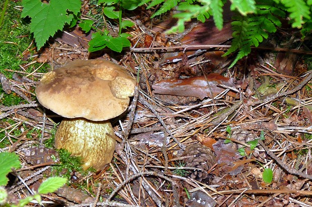 podhríb žlčový Tylopilus felleus (Bull.) P. Karst.