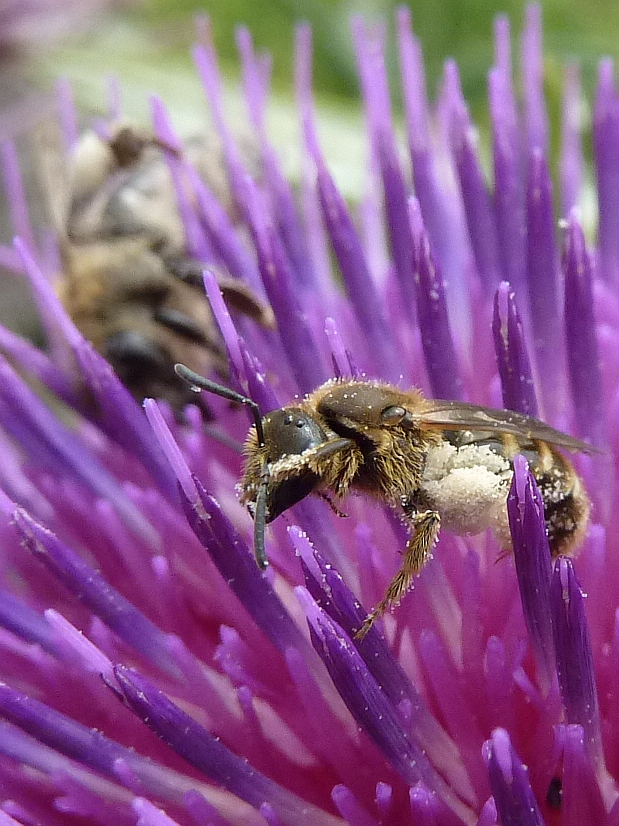 včela apis sp.