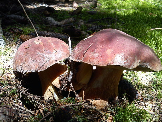 hríb sosnový (Boletus pinophilus Pil. et Dermek in Pil.)