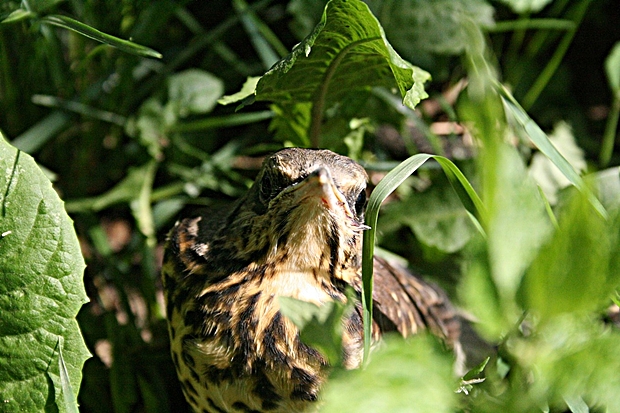 drozd plavý turdus philomelos