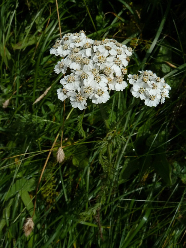 rebríček obyčajný Achillea millefolium L.